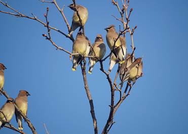 Todays Waxwings