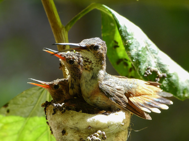 Friday's hummingbird photos.