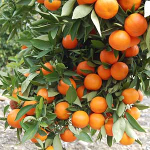 Oranges300x300