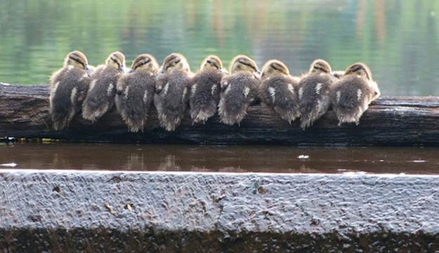 Baby Ducks on a log