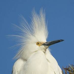 Snowy Egret