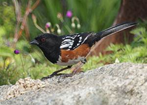 Spotted Towhee