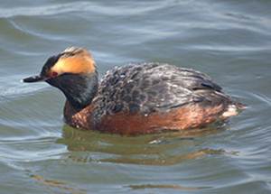 Horned Grebe