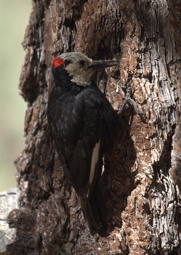 White-headed Woodpecker