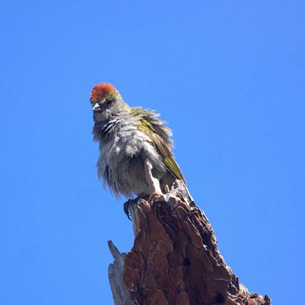 Green Tailed Towhee