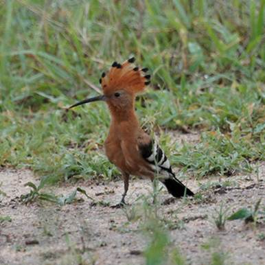 African Hoopoe