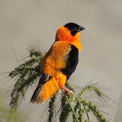 Orange Bishop