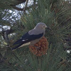 Clark's Nutcracker