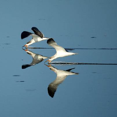 Black Skimmers