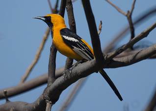 Hooded Oriole