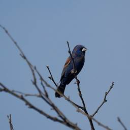 Blue Grosbeak