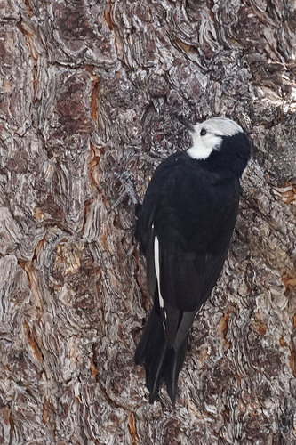 White-headed Woodpecker