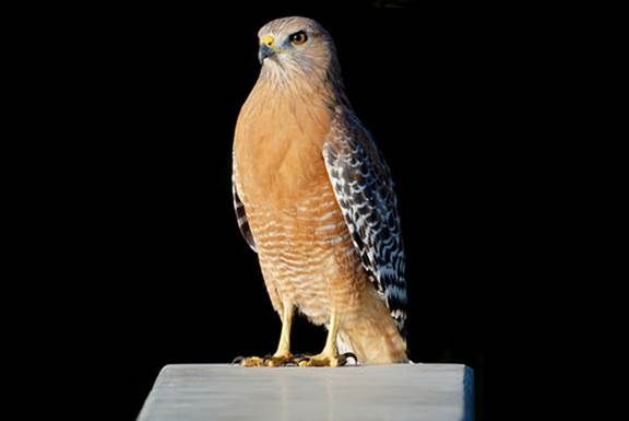 Red Shouldered Hawk II