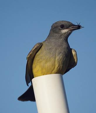 Cassin's Kingbird