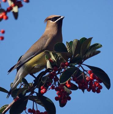 Sunday's Waxwings