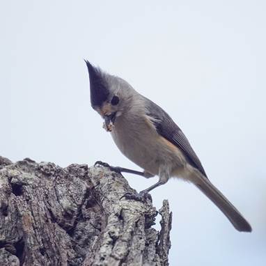 Black-crested titmouse