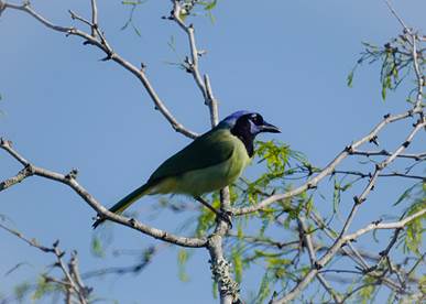 Green Jay