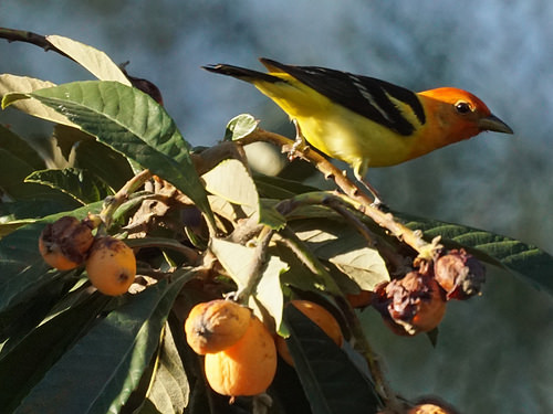 Western Tanager