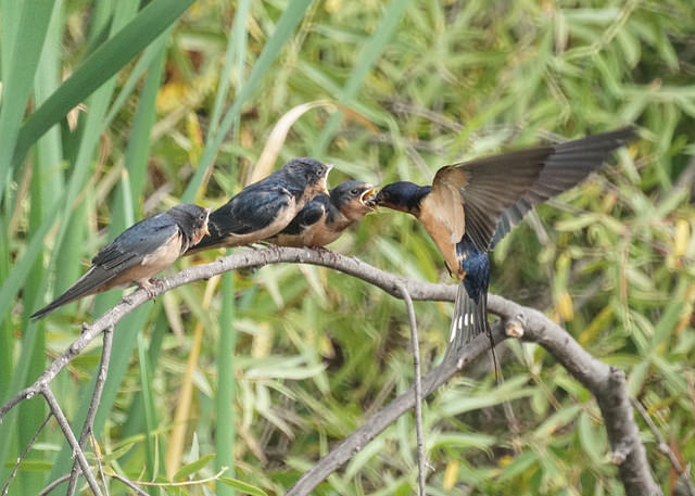 Barn swallows feeding