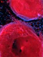 stemcells.jpg
